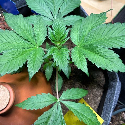 Nahimana - Mystisch - Tatanka Pure CBD growlog timeline photo