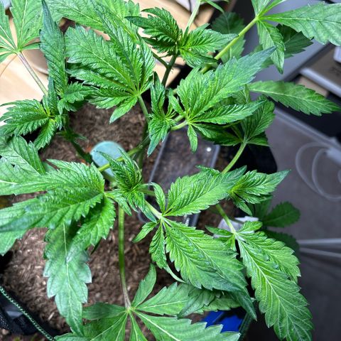 Maimiti - Tropical Mirage Limited Edition von Royal Queen Seeds growlog timeline photo