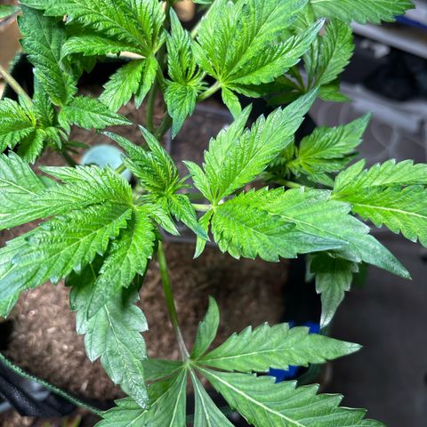 Maimiti - Tropical Mirage Limited Edition von Royal Queen Seeds growlog timeline photo