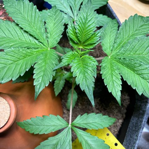 Nahimana - Mystisch - Tatanka Pure CBD growlog timeline photo