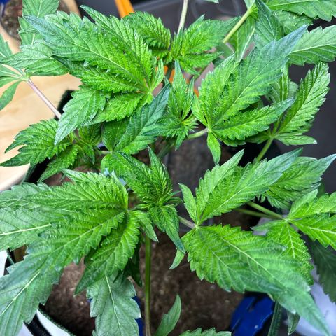 Maimiti - Tropical Mirage Limited Edition von Royal Queen Seeds growlog timeline photo