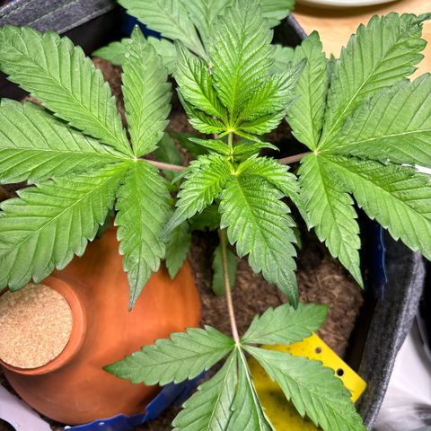 Nahimana - Mystisch - Tatanka Pure CBD growlog timeline photo