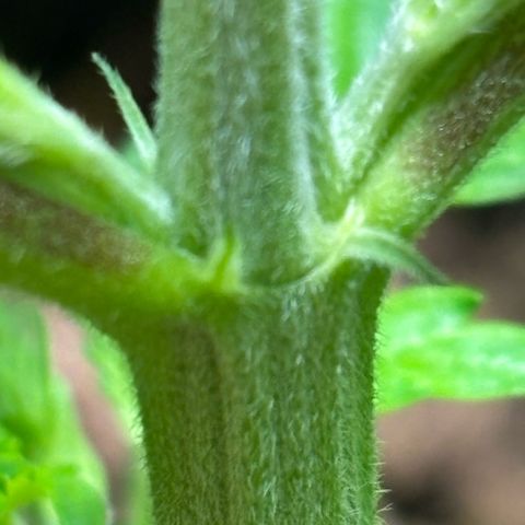 Nahimana - Mystisch - Tatanka Pure CBD growlog timeline photo
