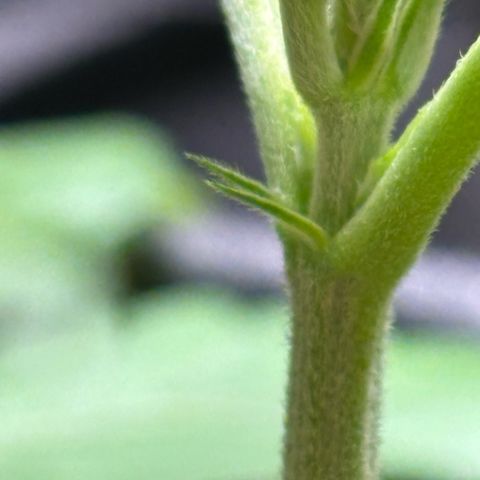 Nahimana - Mystisch - Tatanka Pure CBD growlog timeline photo