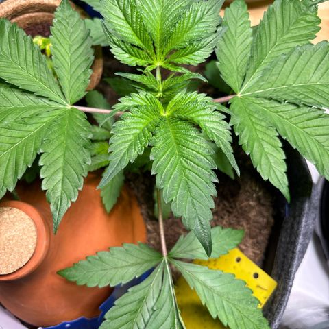 Nahimana - Mystisch - Tatanka Pure CBD growlog timeline photo