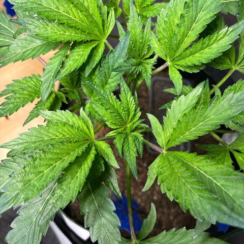 Maimiti - Tropical Mirage Limited Edition von Royal Queen Seeds growlog timeline photo