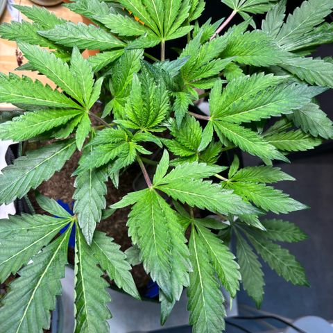 Maimiti - Tropical Mirage Limited Edition von Royal Queen Seeds growlog timeline photo