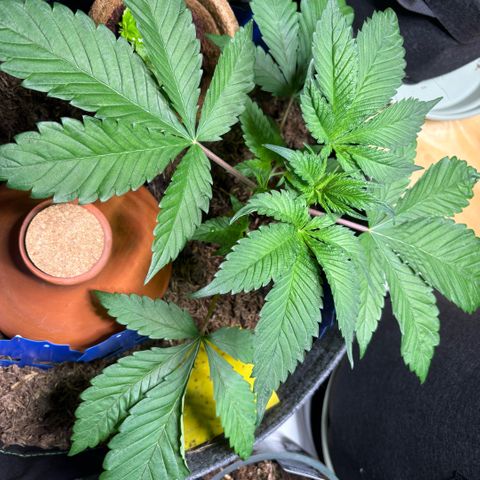 Nahimana - Mystisch - Tatanka Pure CBD growlog timeline photo