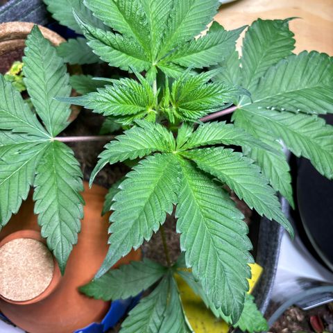 Nahimana - Mystisch - Tatanka Pure CBD growlog timeline photo