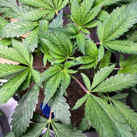 Maimiti - Tropical Mirage Limited Edition von Royal Queen Seeds growlog timeline photo