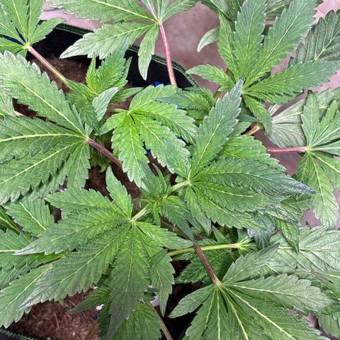 Maimiti - Tropical Mirage Limited Edition von Royal Queen Seeds growlog timeline photo