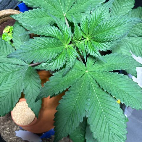 Nahimana - Mystisch - Tatanka Pure CBD growlog timeline photo