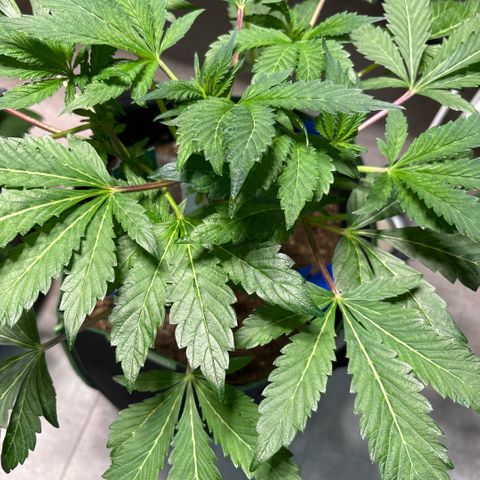 Maimiti - Tropical Mirage Limited Edition von Royal Queen Seeds growlog timeline photo