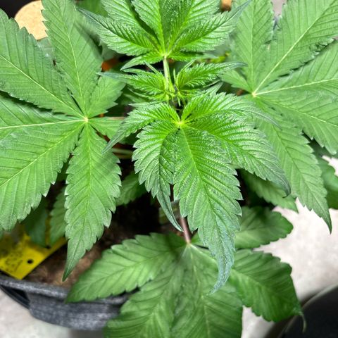 Nahimana - Mystisch - Tatanka Pure CBD growlog timeline photo