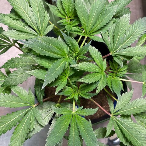 Maimiti - Tropical Mirage Limited Edition von Royal Queen Seeds growlog timeline photo