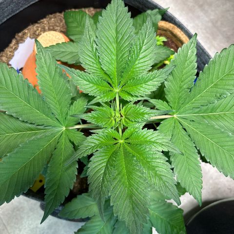 Nahimana - Mystisch - Tatanka Pure CBD growlog timeline photo
