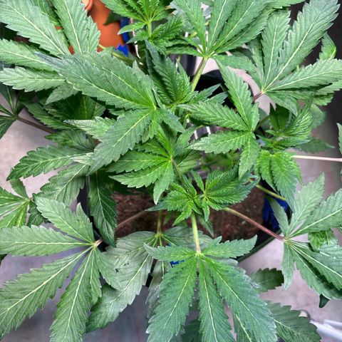 Maimiti - Tropical Mirage Limited Edition von Royal Queen Seeds growlog timeline photo
