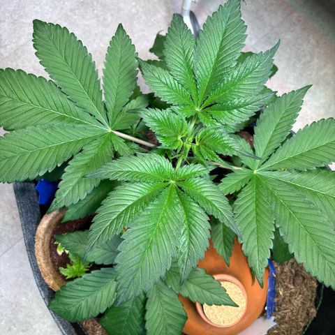 Nahimana - Mystisch - Tatanka Pure CBD growlog timeline photo