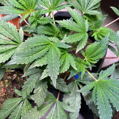 Maimiti - Tropical Mirage Limited Edition von Royal Queen Seeds growlog timeline photo