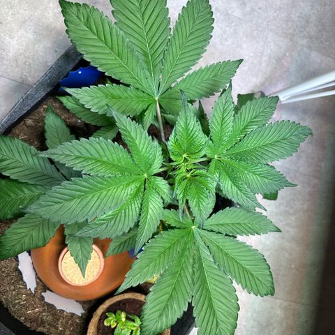 Nahimana - Mystisch - Tatanka Pure CBD growlog timeline photo