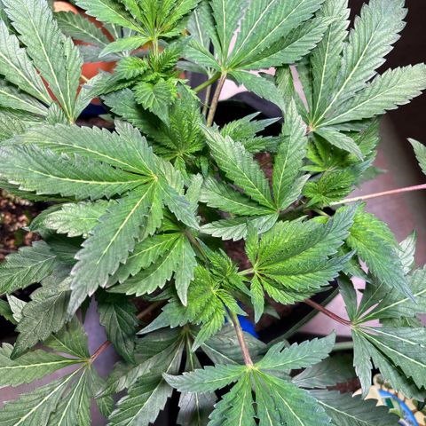 Maimiti - Tropical Mirage Limited Edition von Royal Queen Seeds growlog timeline photo