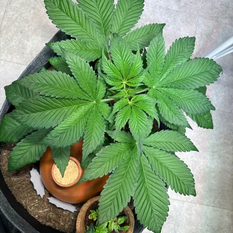 Nahimana - Mystisch - Tatanka Pure CBD growlog timeline photo