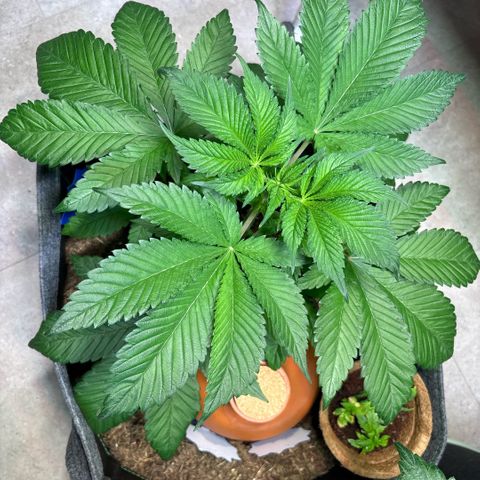 Nahimana - Mystisch - Tatanka Pure CBD growlog timeline photo