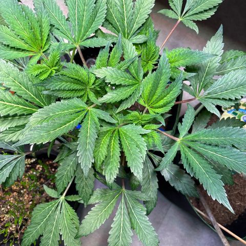 Maimiti - Tropical Mirage Limited Edition von Royal Queen Seeds growlog timeline photo