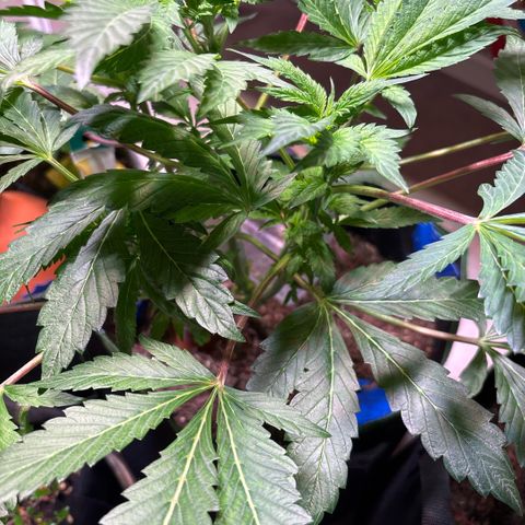Maimiti - Tropical Mirage Limited Edition von Royal Queen Seeds growlog timeline photo