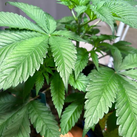 Nahimana - Mystisch - Tatanka Pure CBD growlog timeline photo