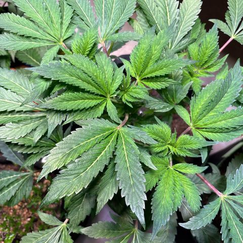 Maimiti - Tropical Mirage Limited Edition von Royal Queen Seeds growlog timeline photo