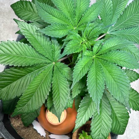 Nahimana - Mystisch - Tatanka Pure CBD growlog timeline photo