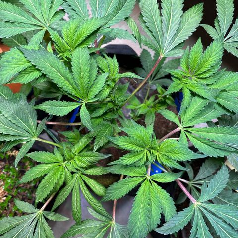 Maimiti - Tropical Mirage Limited Edition von Royal Queen Seeds growlog timeline photo
