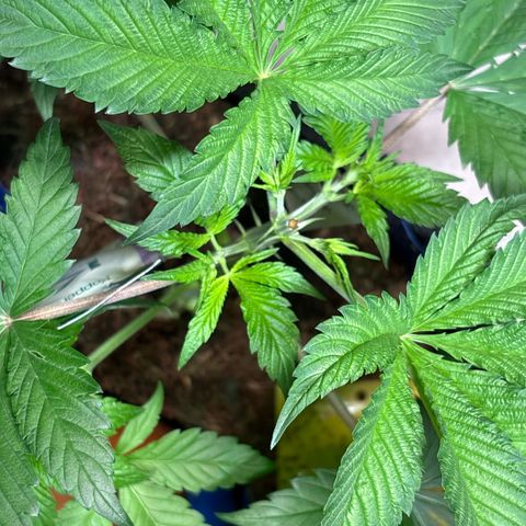 Nahimana - Mystisch - Tatanka Pure CBD growlog timeline photo