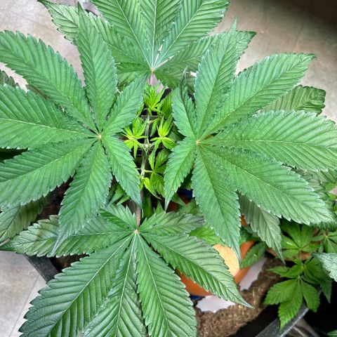 Nahimana - Mystisch - Tatanka Pure CBD growlog timeline photo
