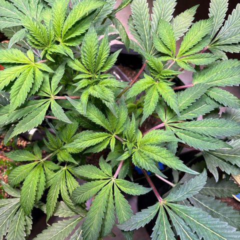 Maimiti - Tropical Mirage Limited Edition von Royal Queen Seeds growlog timeline photo