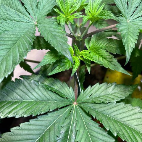 Nahimana - Mystisch - Tatanka Pure CBD growlog timeline photo