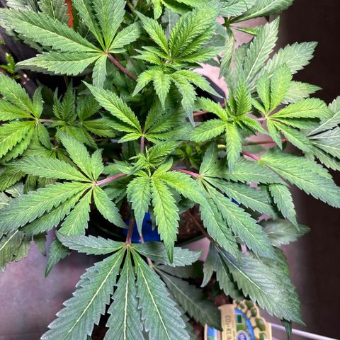Maimiti - Tropical Mirage Limited Edition von Royal Queen Seeds growlog timeline photo