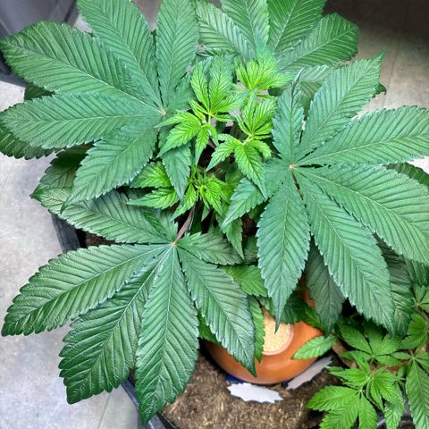 Nahimana - Mystisch - Tatanka Pure CBD growlog timeline photo