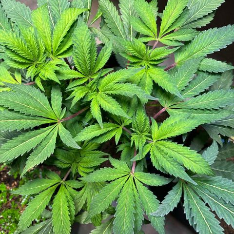 Maimiti - Tropical Mirage Limited Edition von Royal Queen Seeds growlog timeline photo