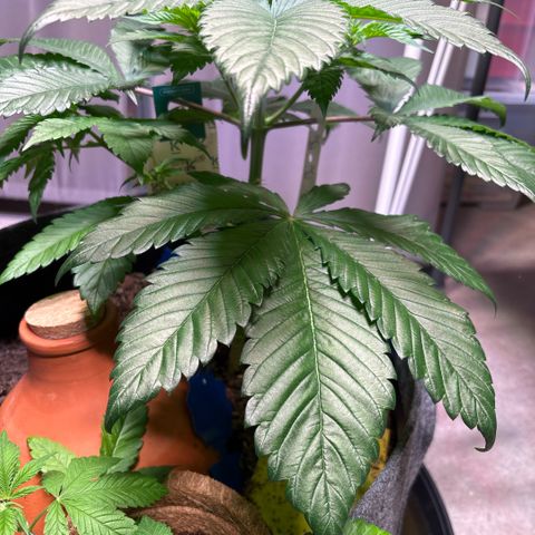 Nahimana - Mystisch - Tatanka Pure CBD growlog timeline photo