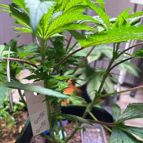 Maimiti - Tropical Mirage Limited Edition von Royal Queen Seeds growlog timeline photo