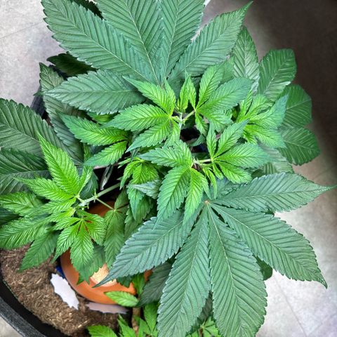 Nahimana - Mystisch - Tatanka Pure CBD growlog timeline photo