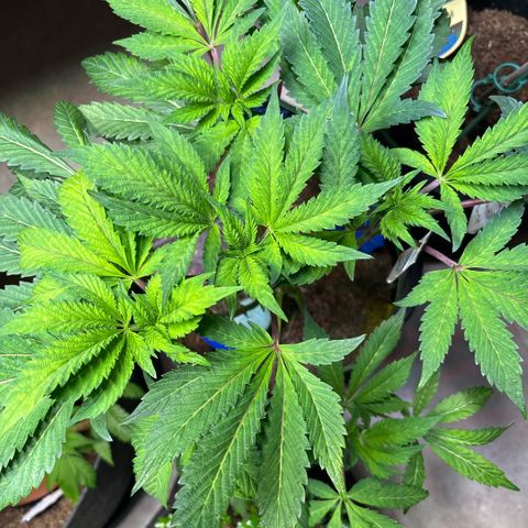 Maimiti - Tropical Mirage Limited Edition von Royal Queen Seeds growlog timeline photo