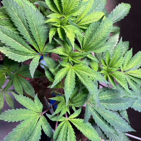 Maimiti - Tropical Mirage Limited Edition von Royal Queen Seeds growlog timeline photo