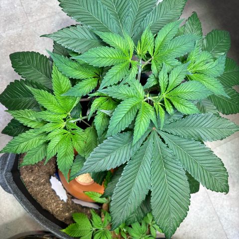 Nahimana - Mystisch - Tatanka Pure CBD growlog timeline photo