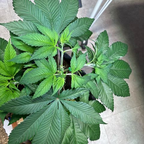 Nahimana - Mystisch - Tatanka Pure CBD growlog timeline photo