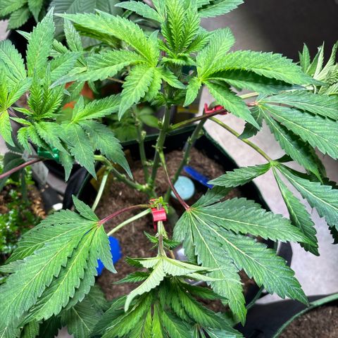 Maimiti - Tropical Mirage Limited Edition von Royal Queen Seeds growlog timeline photo