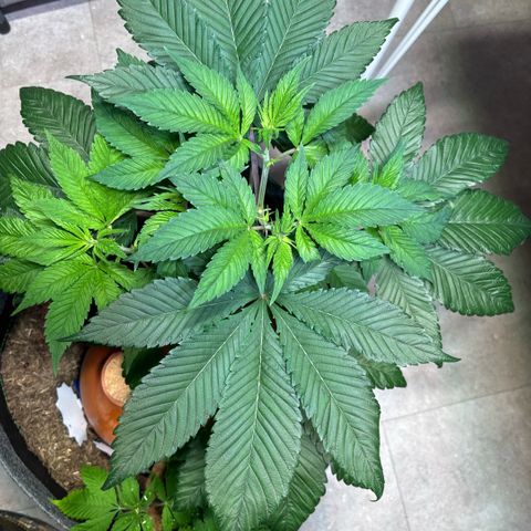 Nahimana - Mystisch - Tatanka Pure CBD growlog timeline photo