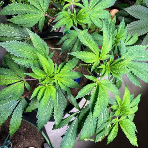 Maimiti - Tropical Mirage Limited Edition von Royal Queen Seeds growlog timeline photo